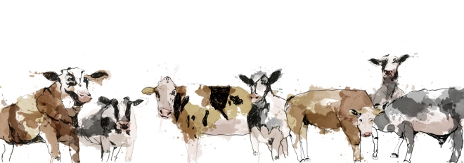 Emily Richards_Cows A2